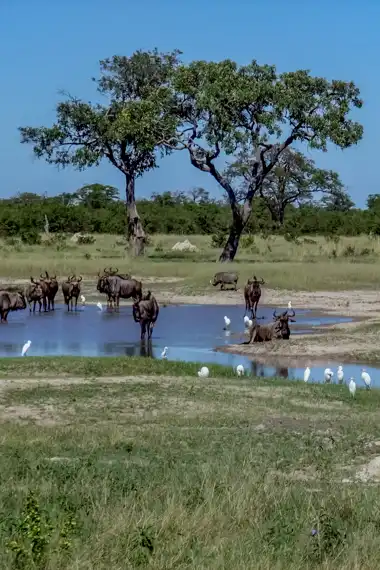 Chobe National Park - Botswana