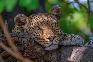 Leopard - Chobe National Park - Botswana