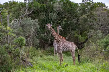 Unfomothi Lodge - Hluhluwe