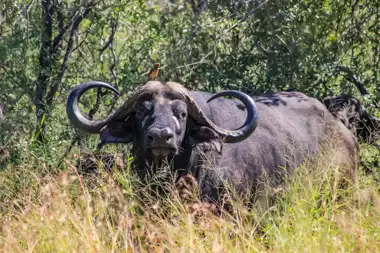 Kruger National Park - South Africa