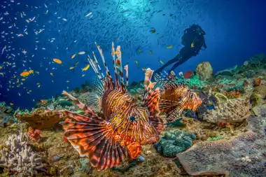 Ocean Safari - Mozambique