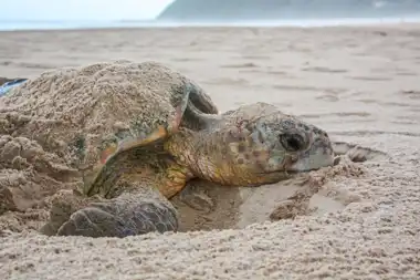 Turtle Walk - Mozambique