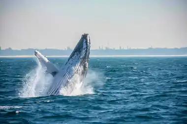 Whale Watching - St Lucia