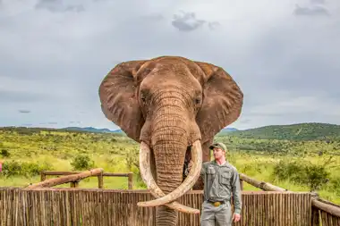 Elephant Interaction - Hluhluwe Game Reserve