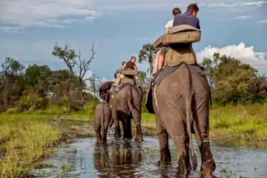 Elephant Encounter